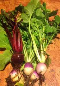 turnips and beets